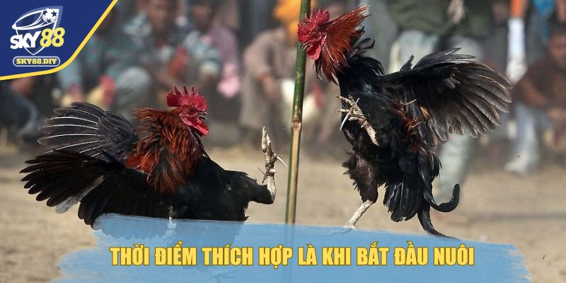 cach-chon-ga-da-hop-menh-bat-dau-nuoi