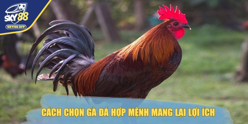 cach-chon-ga-da-hop-menh-mang-lai-loi-ich