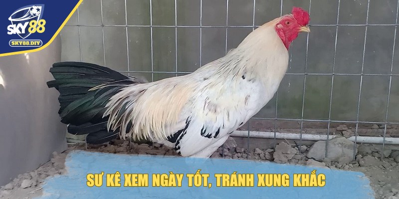 cach-chon-ga-da-hop-menh-xem-ngay-tot
