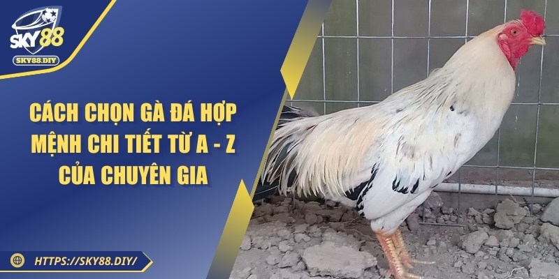 cach-chon-ga-da-hop-menh